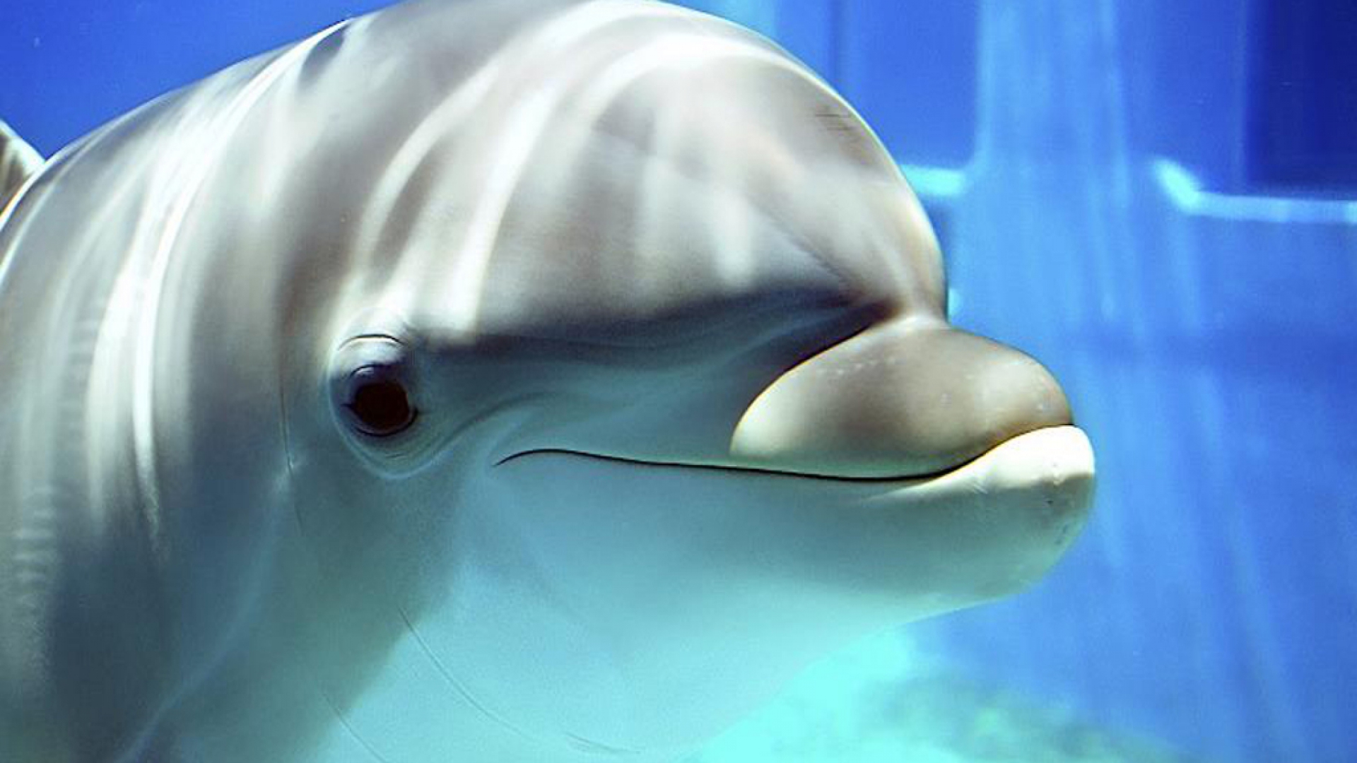 Detail Free Dolphin Images Nomer 50