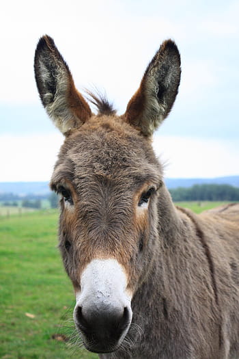 Download Free Donkey Pictures Nomer 11