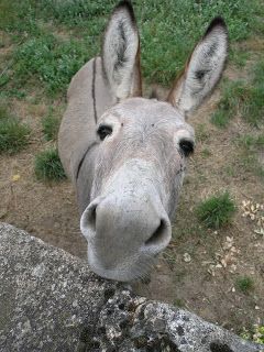 Download Free Donkey Pictures Nomer 22