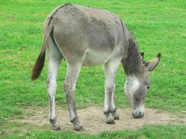 Download Free Donkey Pictures Nomer 23