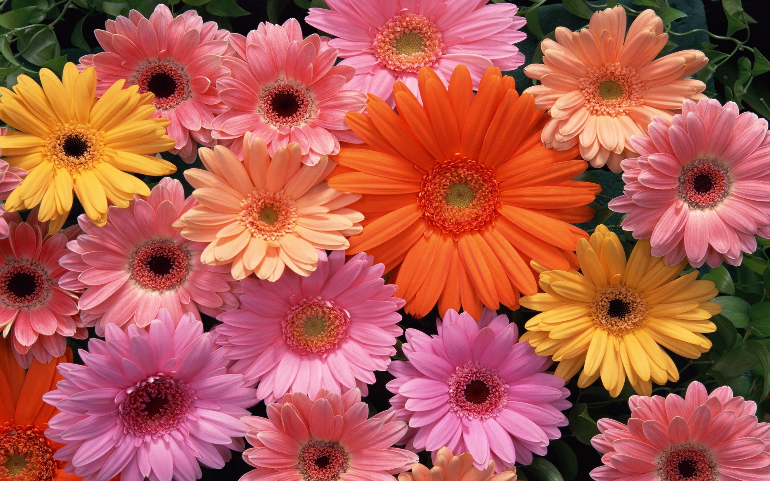 Detail Free Download Flower Images Nomer 17