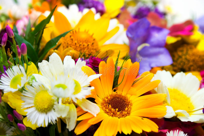 Detail Free Download Flowers Pictures Nomer 7