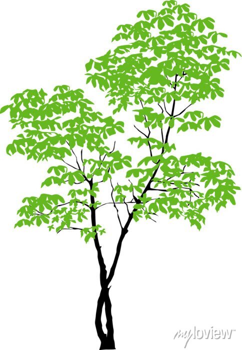 Detail Kastanienbaum Zeichnung Nomer 2