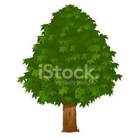 Detail Kastanienbaum Zeichnung Nomer 3