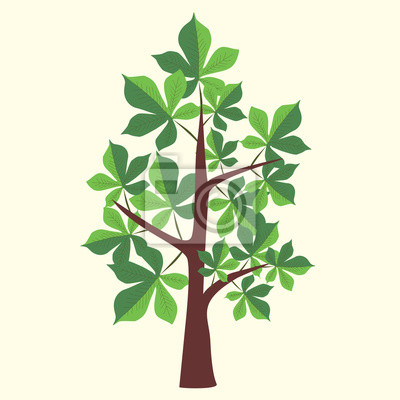 Detail Kastanienbaum Zeichnung Nomer 4