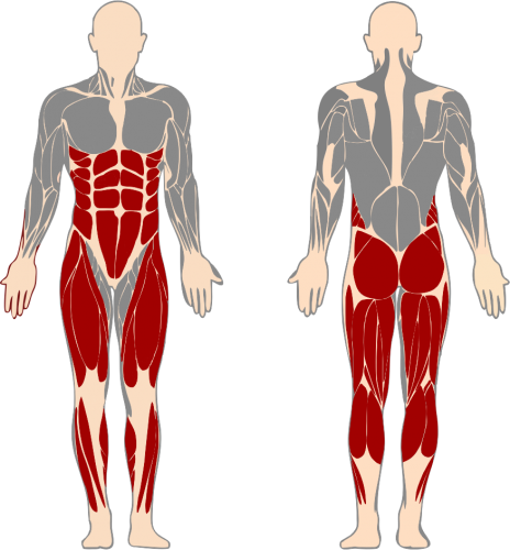 Detail Plecy Anatomia Nomer 14