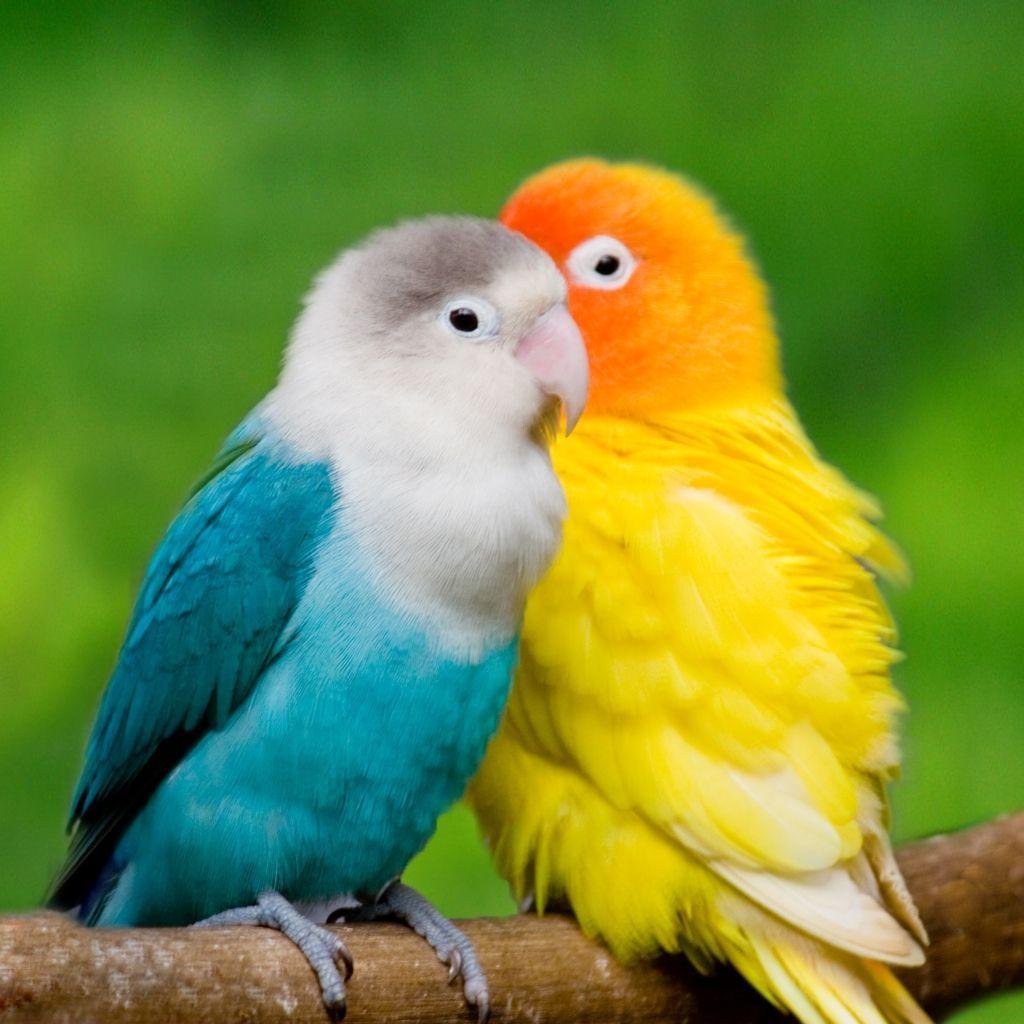 Detail Free Download Love Birds Images Nomer 3