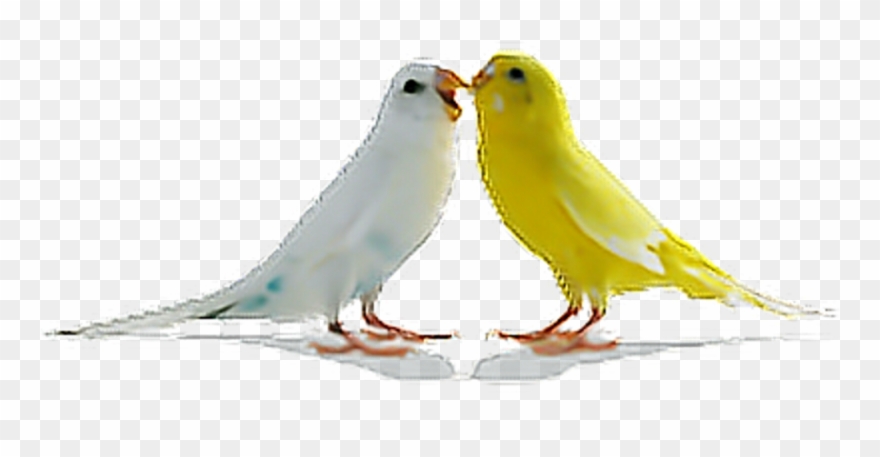 Detail Free Download Love Birds Images Nomer 22