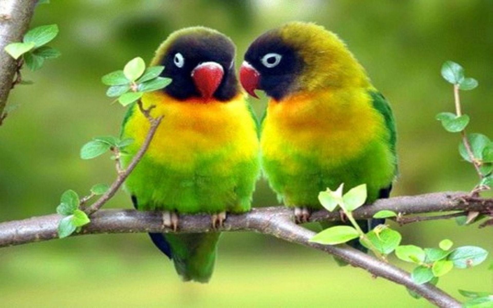 Detail Free Download Love Birds Images Nomer 25