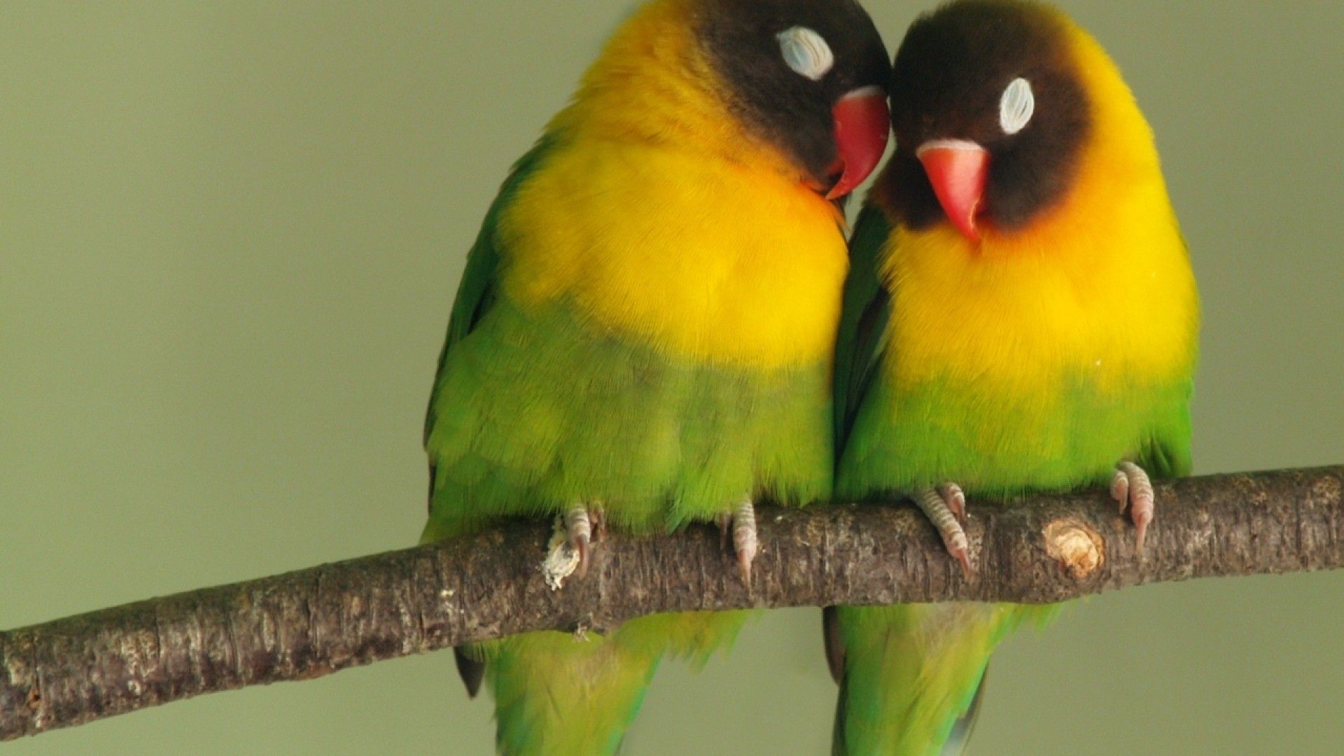 Detail Free Download Love Birds Images Nomer 38