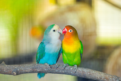 Detail Free Download Love Birds Images Nomer 56