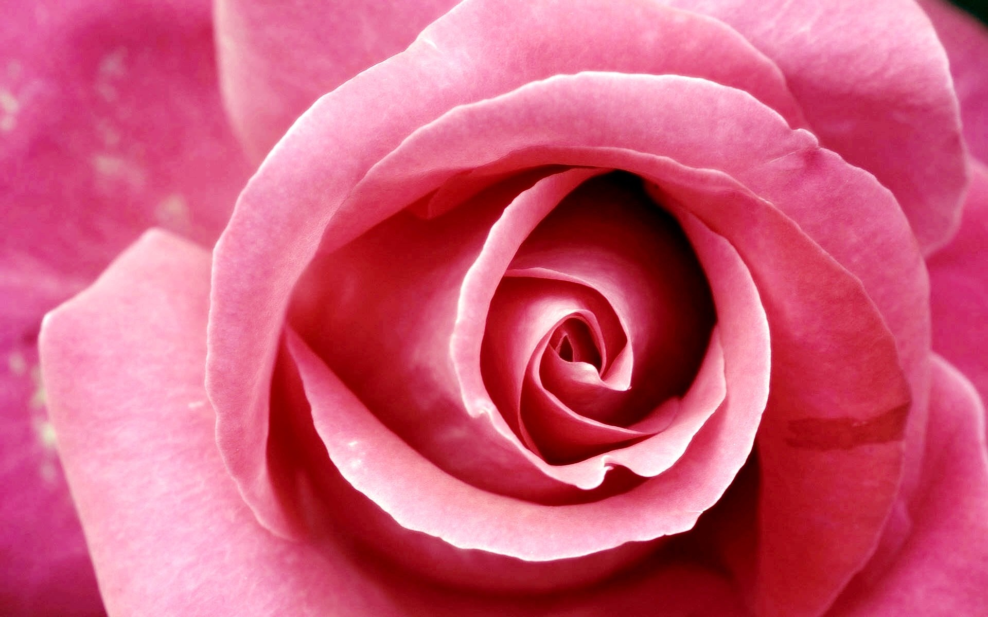 Detail Free Download Pic Of Roses Nomer 27