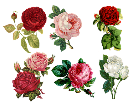 Detail Free Download Picture Of Flowers Nomer 23