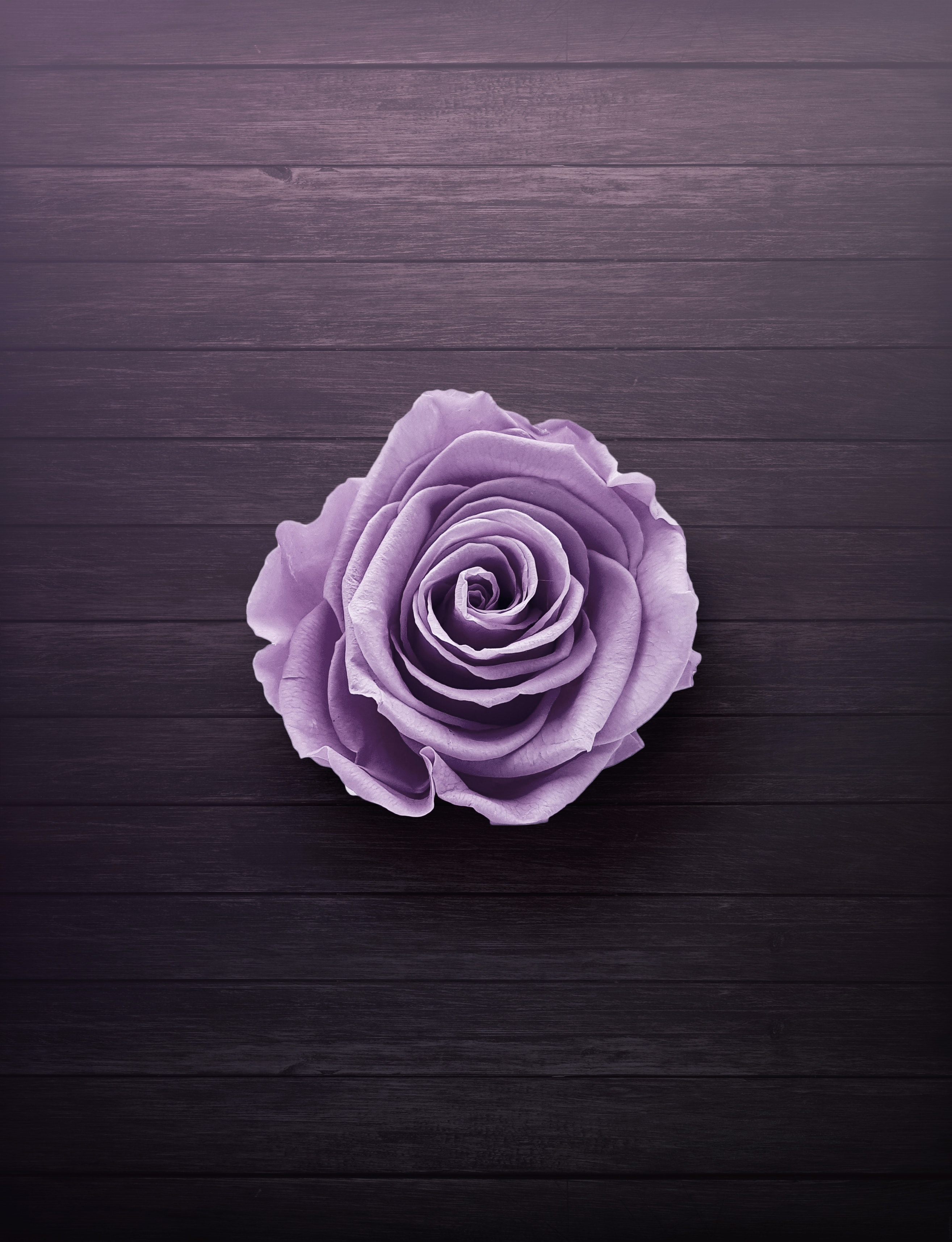 Detail Free Download Roses Nomer 49