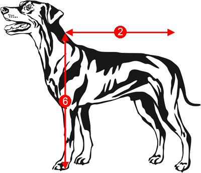 Detail Hunde Bilder Nomer 4