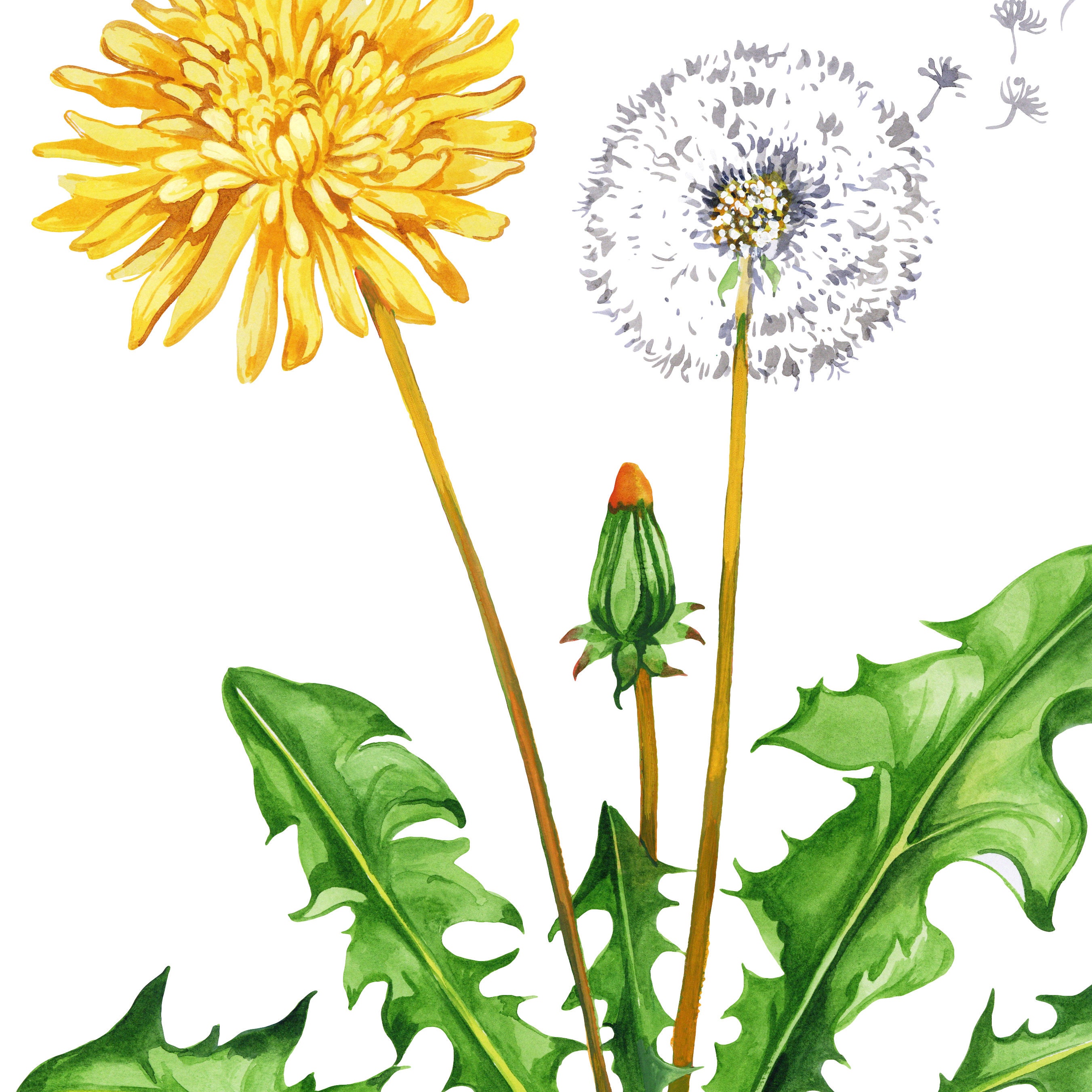 Detail Pusteblume Gezeichnet Nomer 14