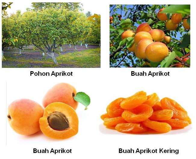 Detail Buah Aprikot Di Indonesia Nomer 2