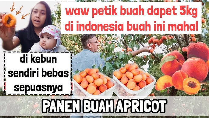 Detail Buah Aprikot Di Indonesia Nomer 23