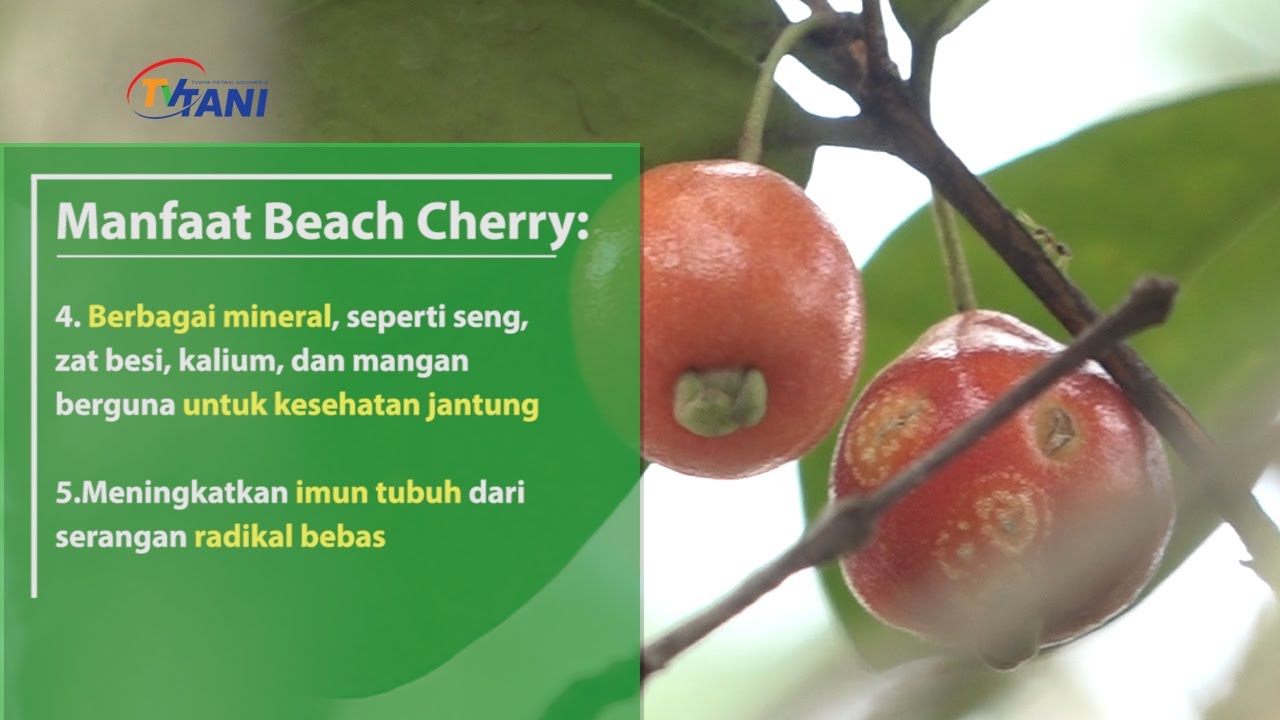 Detail Buah Beach Cherry Nomer 4