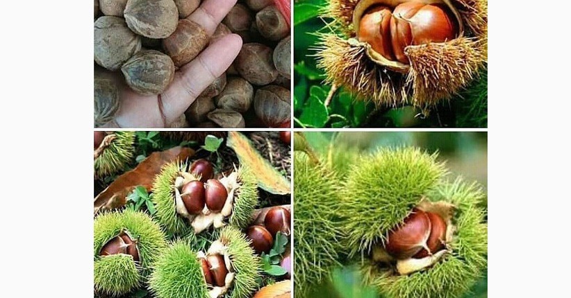 Detail Buah Berangan Di Indonesia Nomer 20