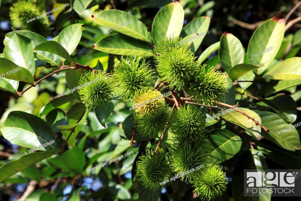 Detail Buah Berangan Kampung Nomer 24