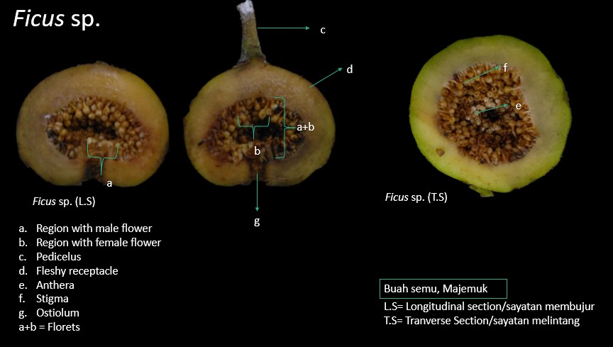 Detail Buah Berbiji Banyak Nomer 44