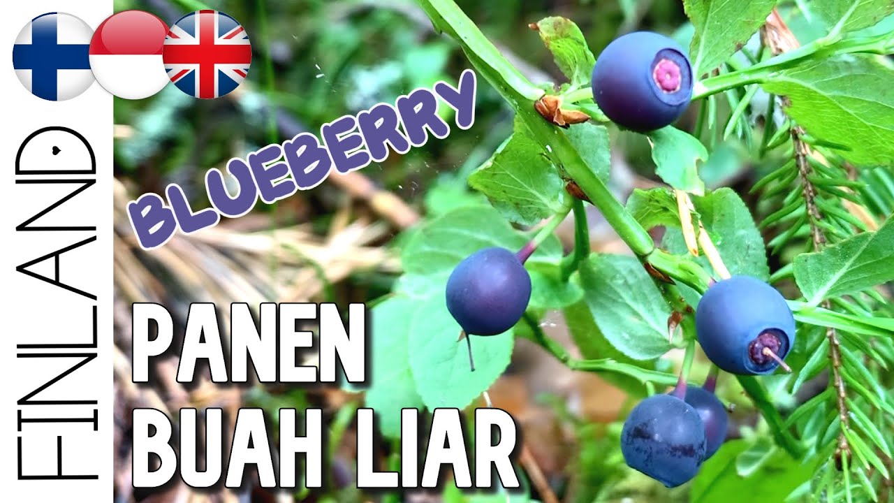 Detail Buah Berry Liar Nomer 20