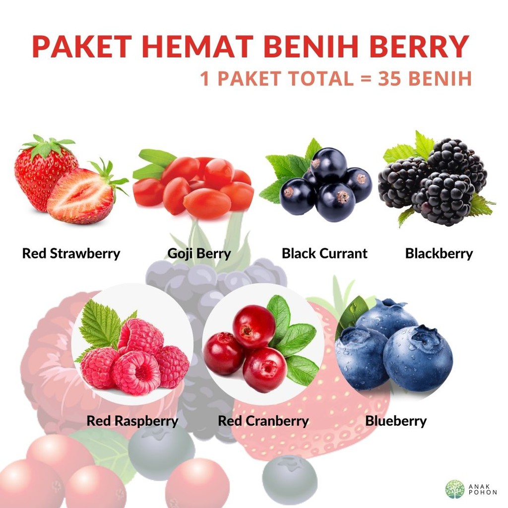 Detail Buah Berry Merah Nomer 12