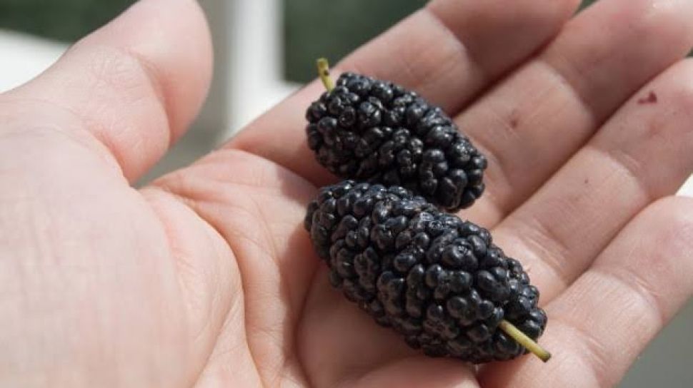 Detail Buah Blackberry Dan Murbei Nomer 45