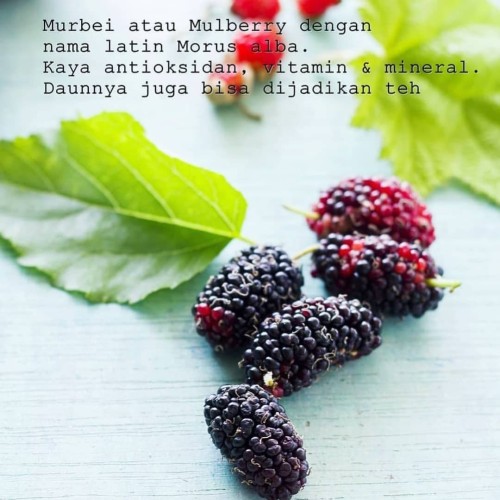 Detail Buah Blackberry Dan Murbei Nomer 48