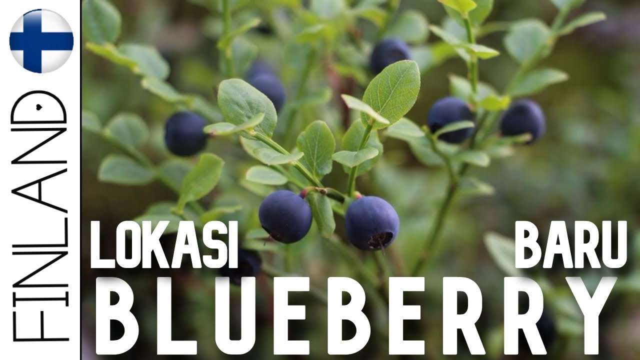 Detail Buah Blueberry Hutan Nomer 4