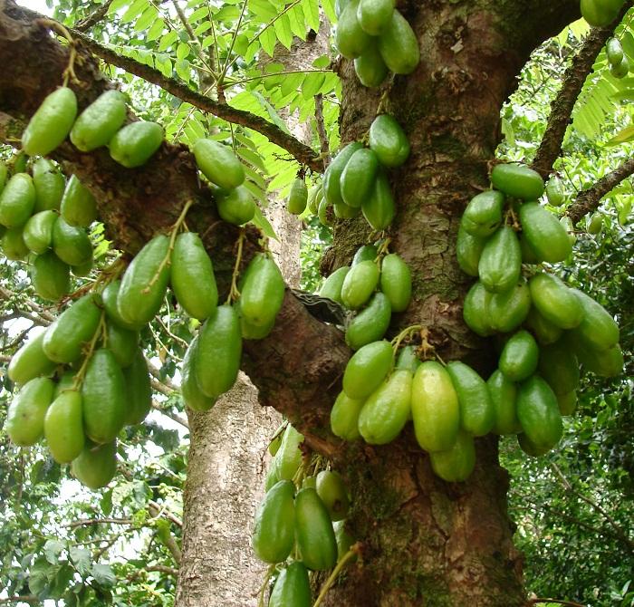 Detail Buah Buahan Yang Cocok Ditanam Di Depan Rumah Nomer 37