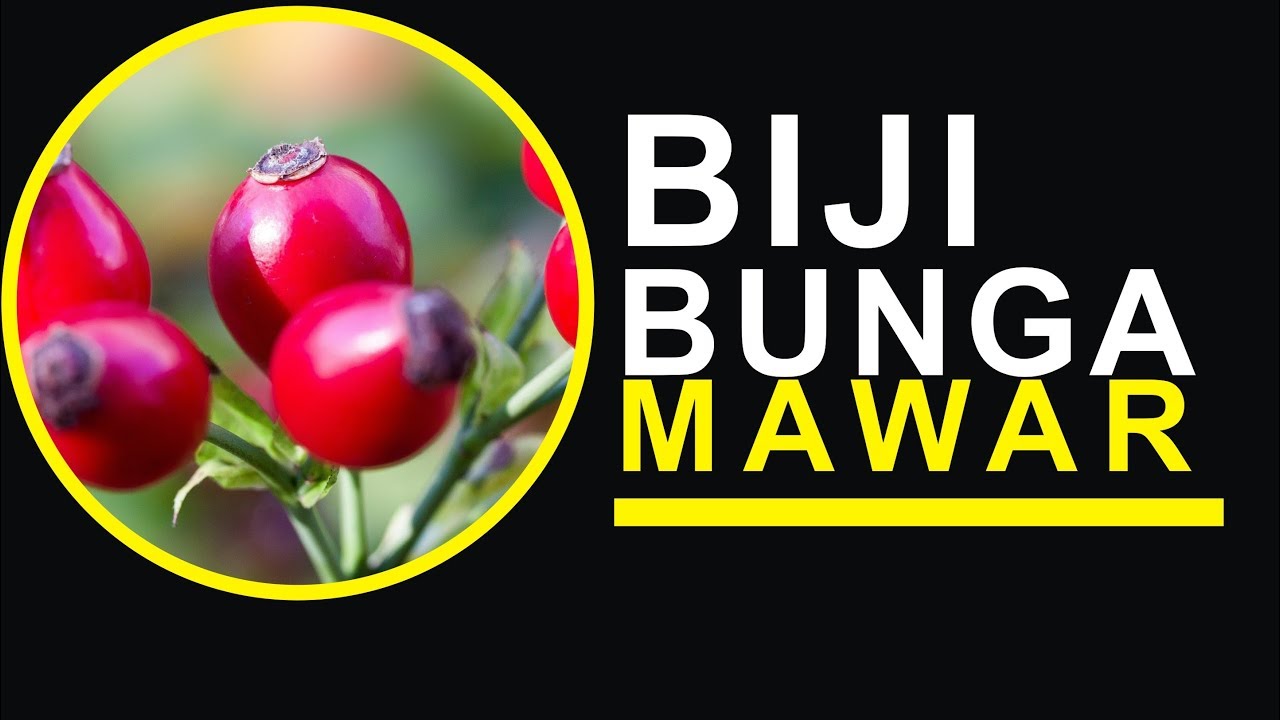 Detail Buah Bunga Mawar Nomer 26