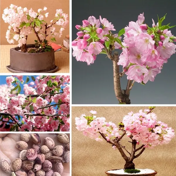 Detail Buah Cherry Blossom Nomer 37