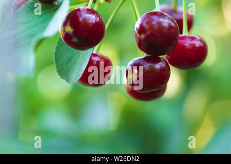 Detail Buah Cherry Tree Nomer 38