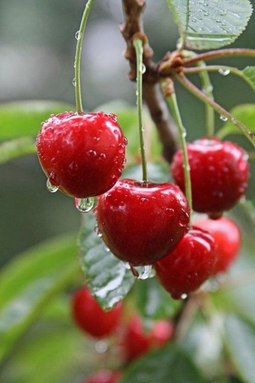 Detail Buah Cherry Tree Nomer 45