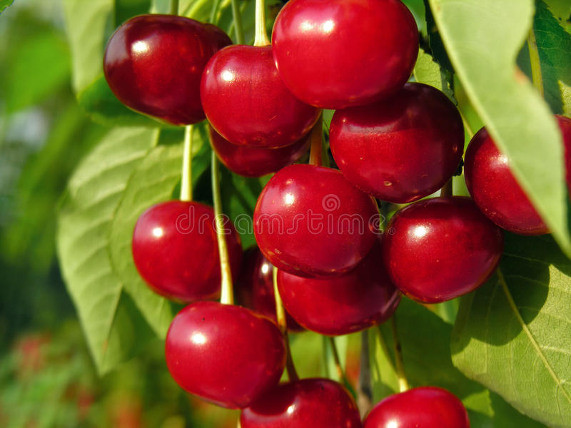 Detail Buah Cherry Tree Nomer 46