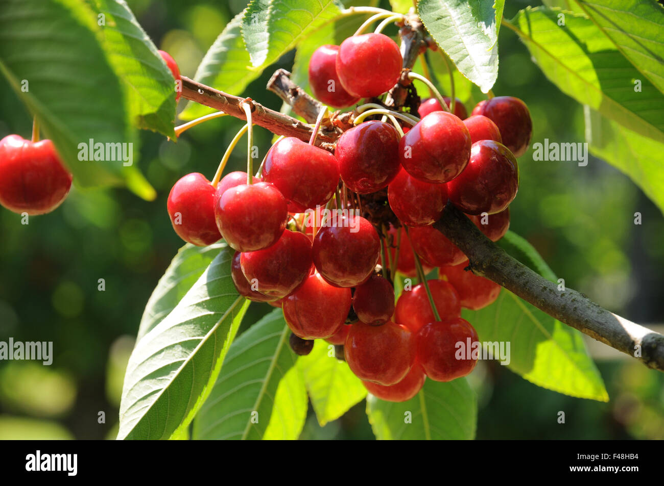 Detail Buah Cherry Tree Nomer 55