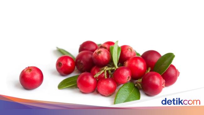 Detail Buah Cranberry Di Indonesia Nomer 31