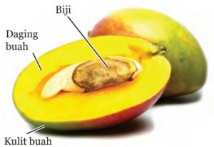 Buah Dan Biji - KibrisPDR