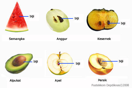 Detail Buah Dan Biji Nomer 15