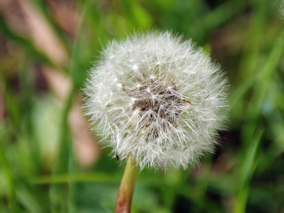 Buah Dandelion - KibrisPDR