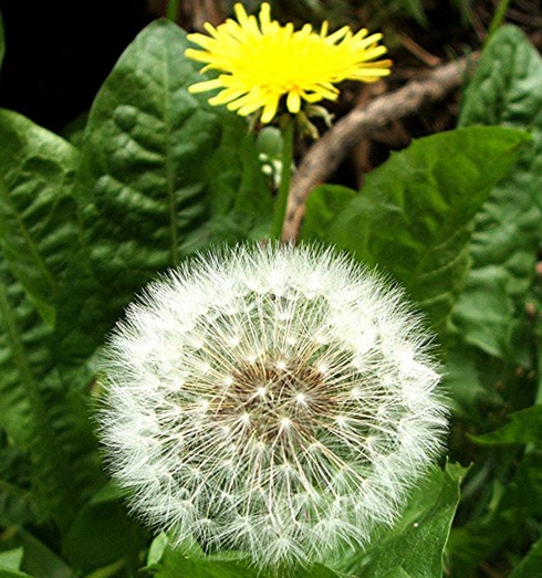 Detail Buah Dandelion Nomer 25