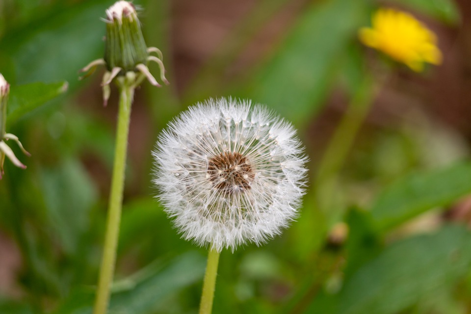 Detail Buah Dandelion Nomer 5