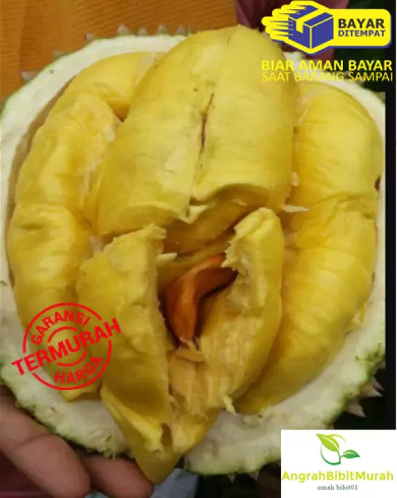 Detail Buah Durian Bawor Nomer 11