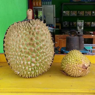 Detail Buah Durian Bawor Nomer 15