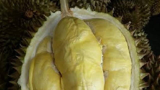 Detail Buah Durian Bawor Nomer 16