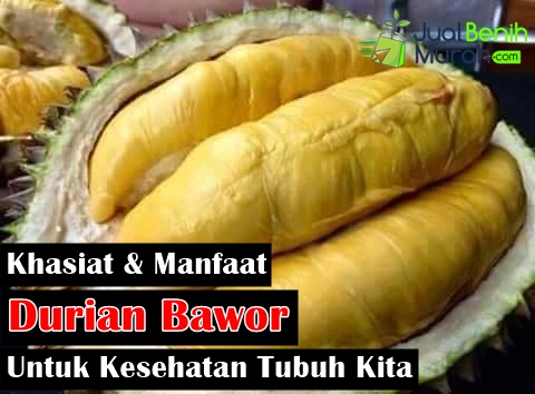 Detail Buah Durian Bawor Nomer 17