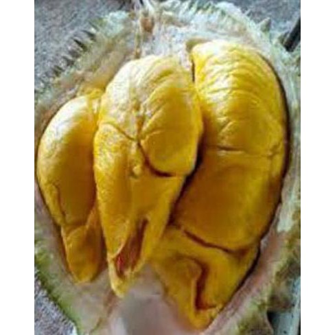 Detail Buah Durian Bawor Nomer 18