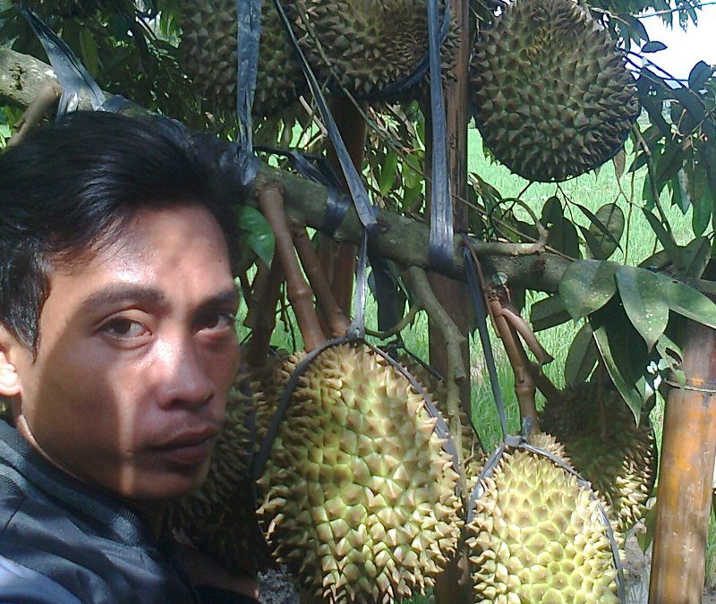 Detail Buah Durian Bawor Nomer 23
